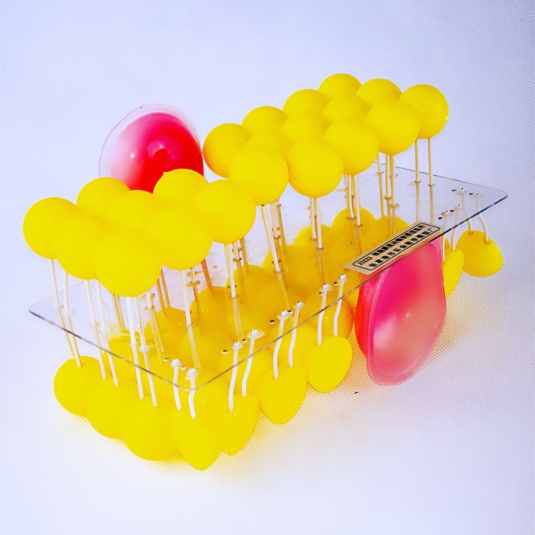 細胞流動鑲嵌模型組件初高中生物教學演示器材科教儀器文具用品