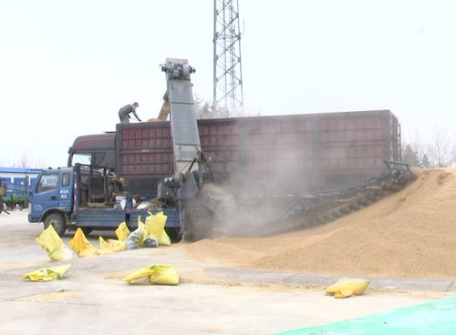 北大荒農業股份寶泉嶺分公司 開倉營糧促銷售，機械先行增效益