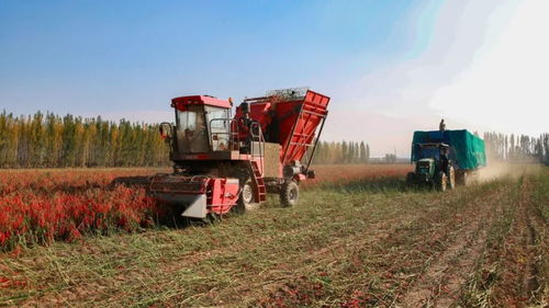 秋收警務護農安 警企聯動助豐年——兵團石河子奏響新時代秋收護農進行曲